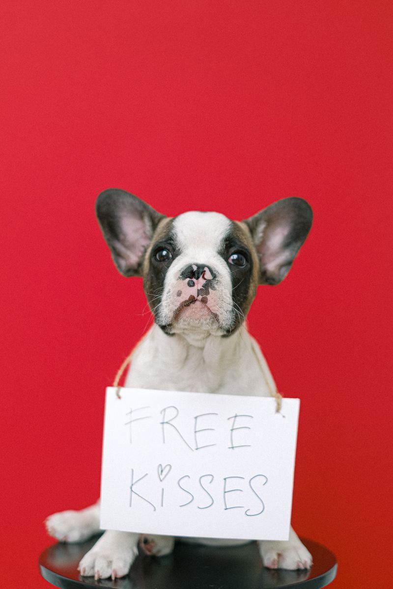 Pet health