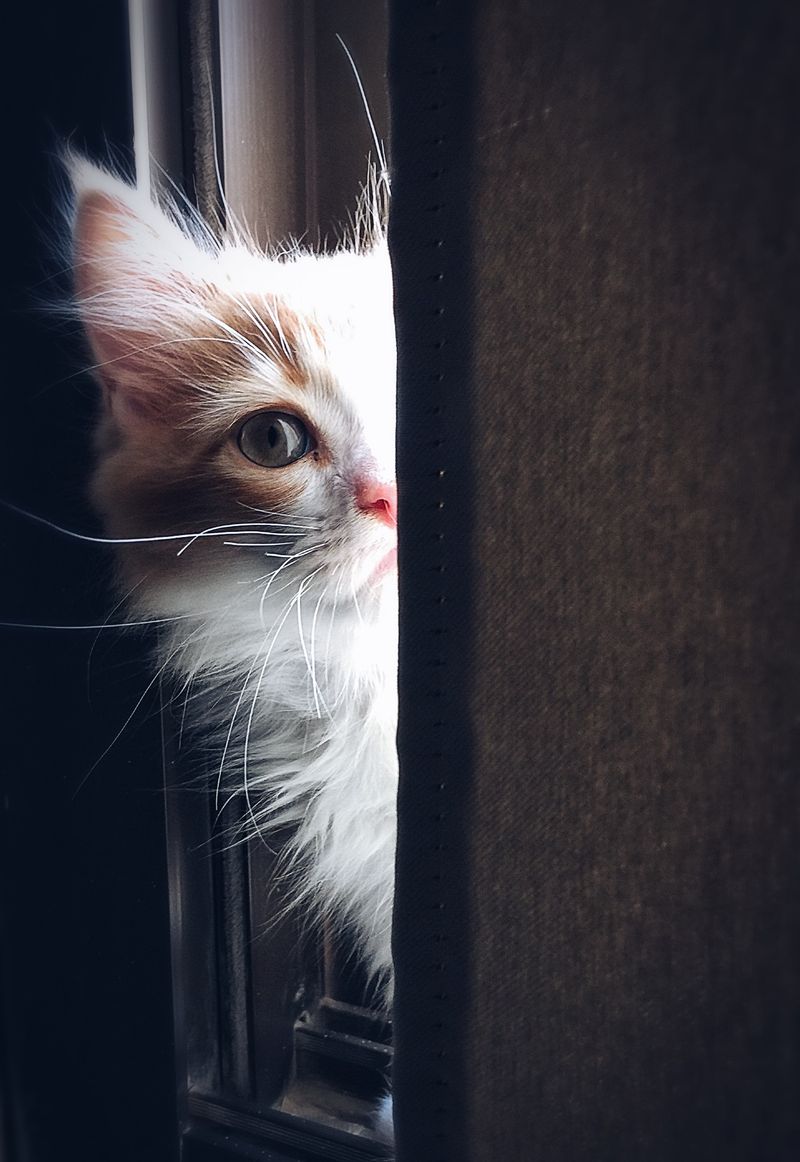 Pet health
