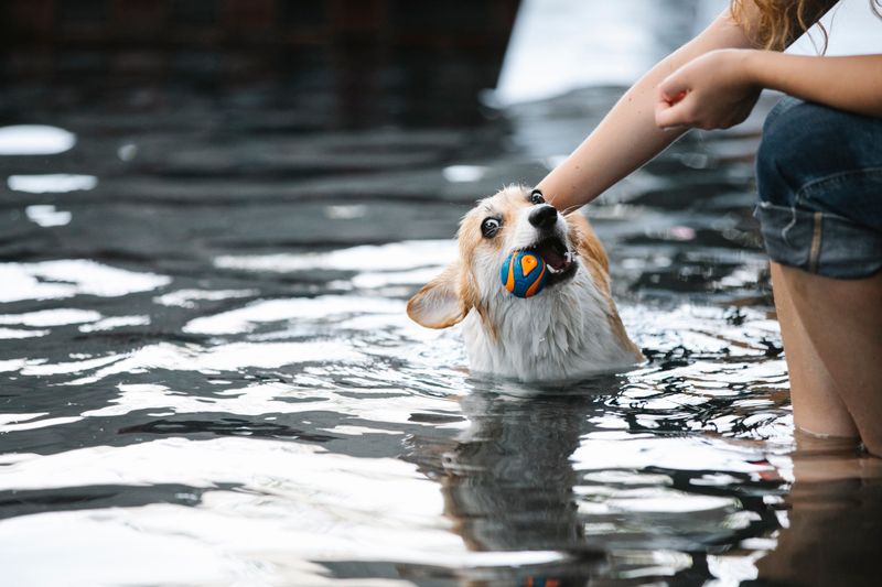 Pet health