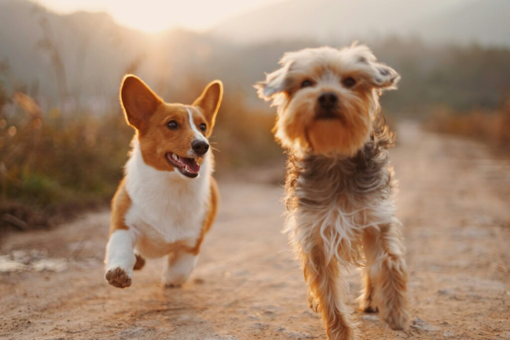 Two dogs playing together at the park