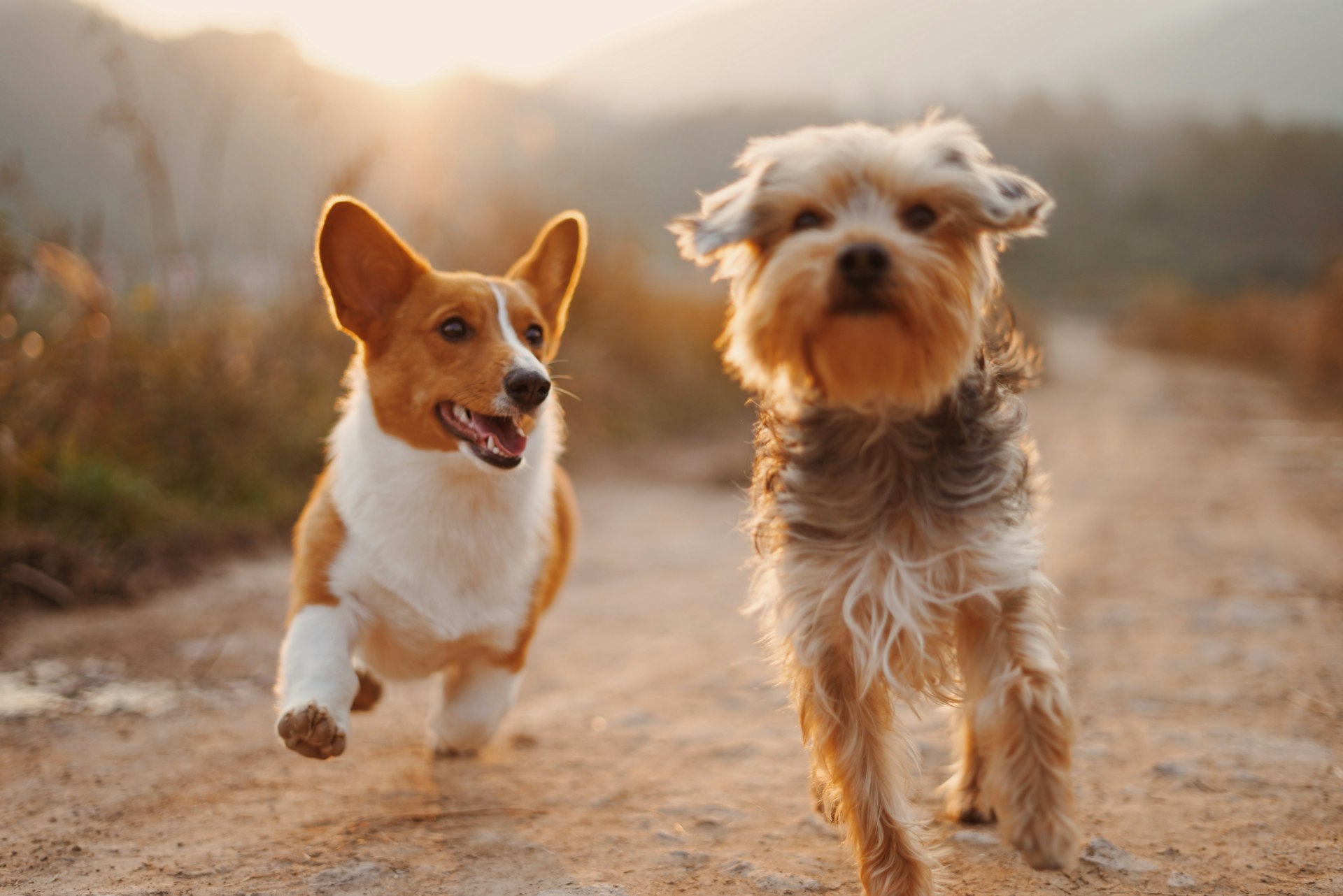 Two dogs playing together