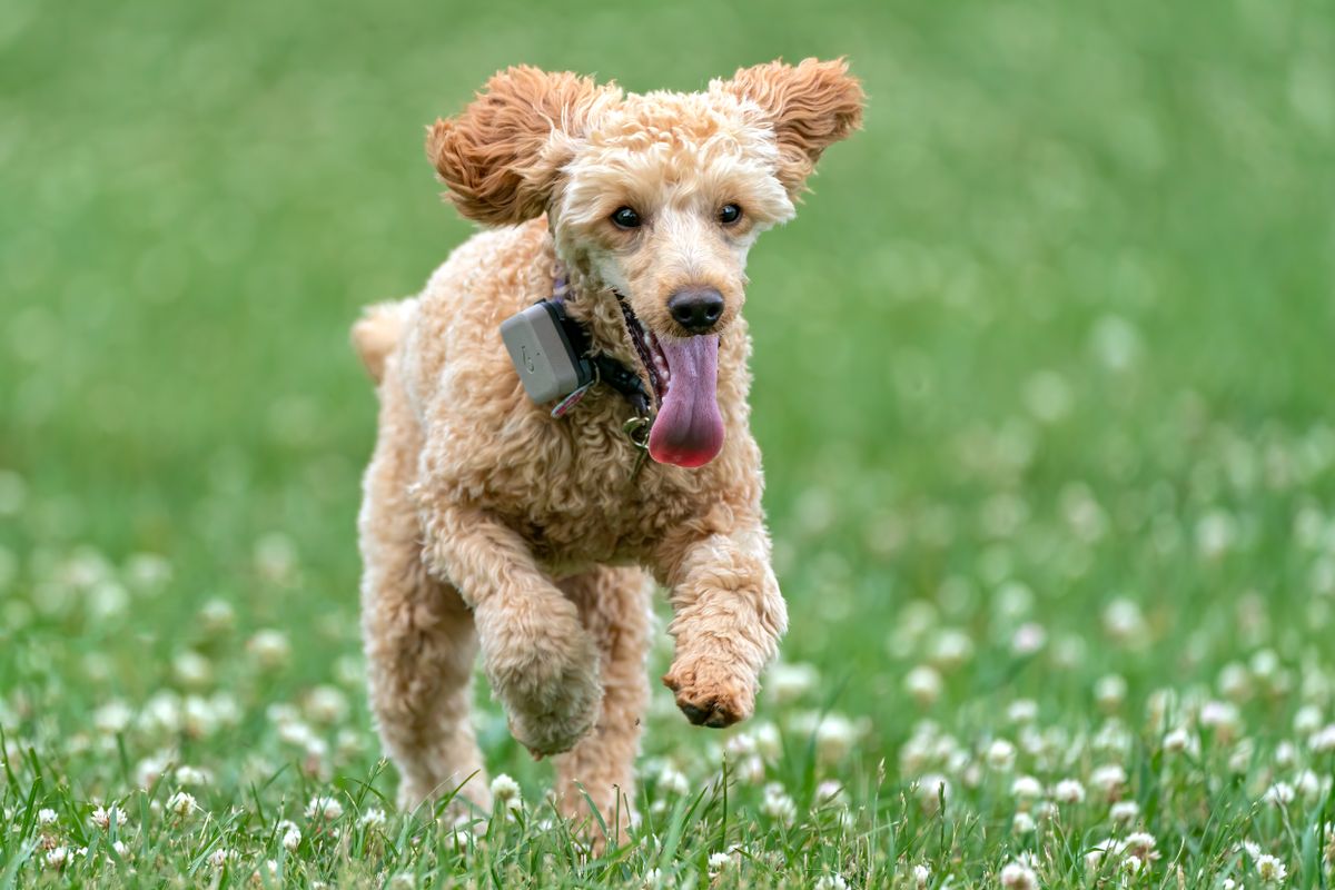 An active dog resting companionably with a person — illustrating the human-animal bond that cardiac health protects