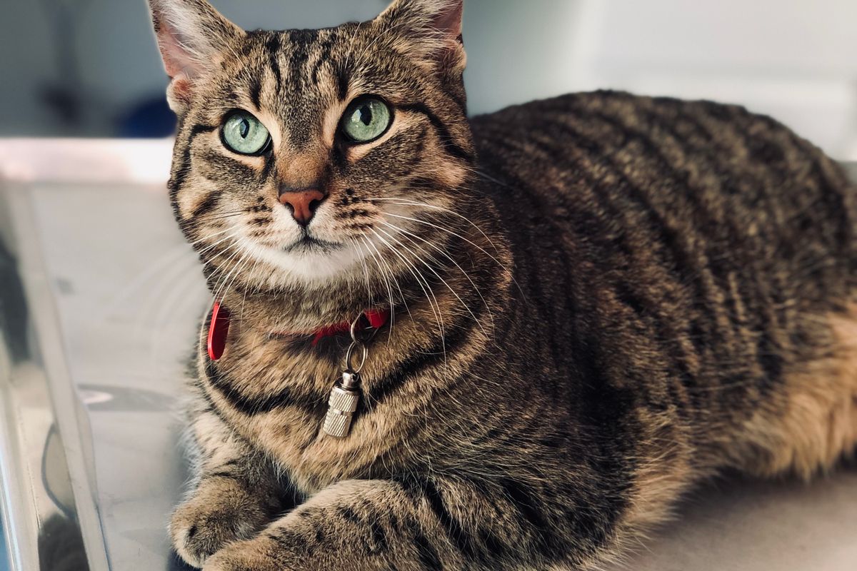 Cat portrait showing healthy eyes, ears, and skin condition — indicators of adequate micronutrient intake