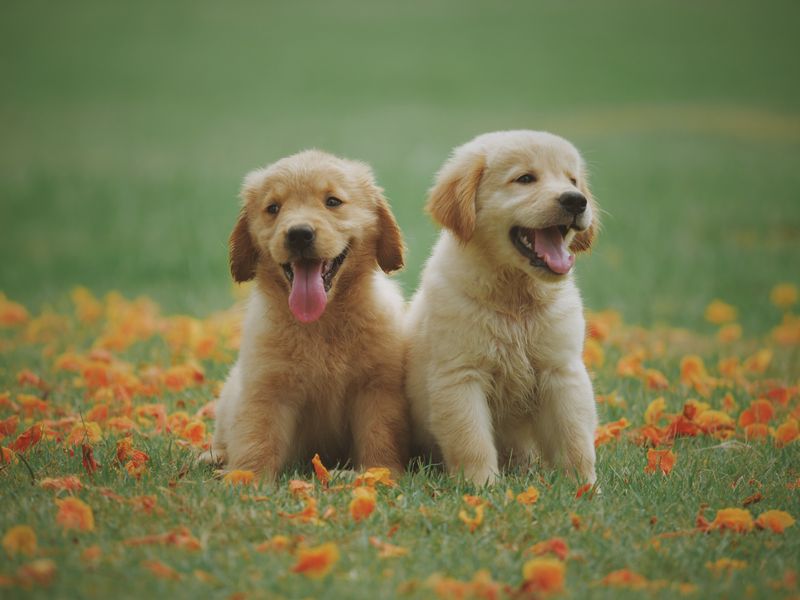 Puppy health and wellness care