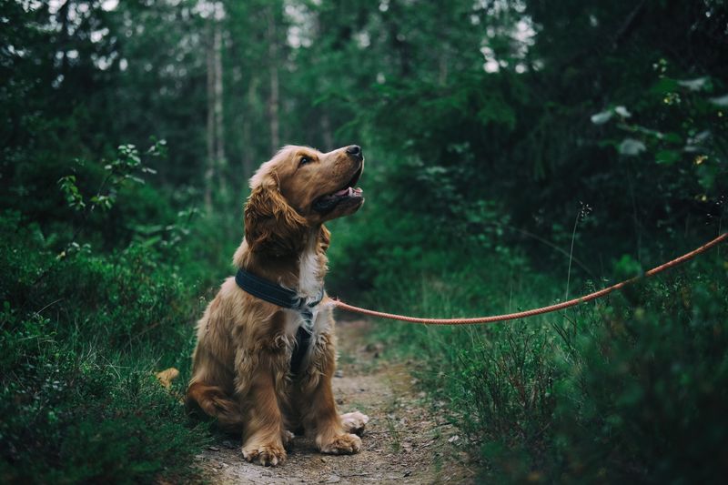 Dog health and salmon oil supplement