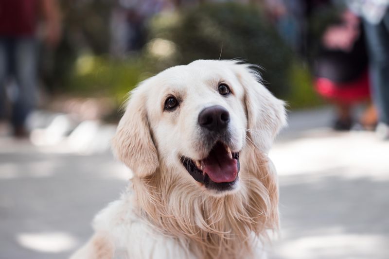 Dog health and wellness care