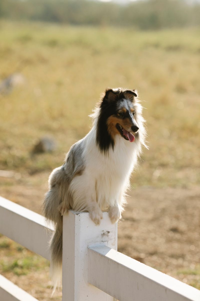 Healthy dog resting outdoors